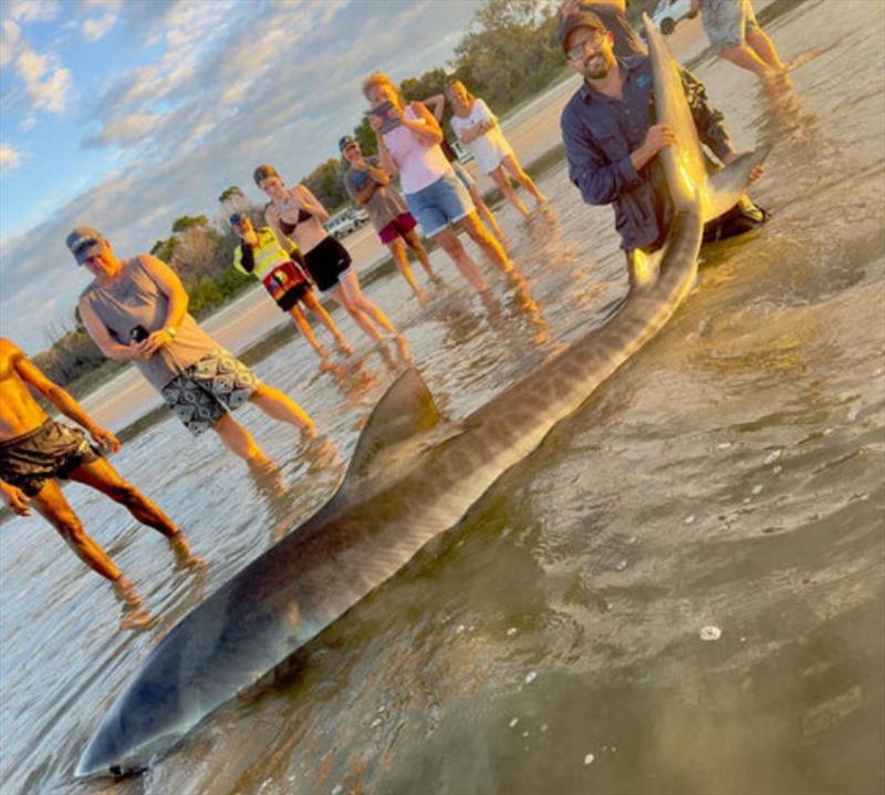 Crowds gather when sharks this big are hauled up on a public beach photo copyright Fisho's Tackle World taken at  and featuring the Fishing boat class