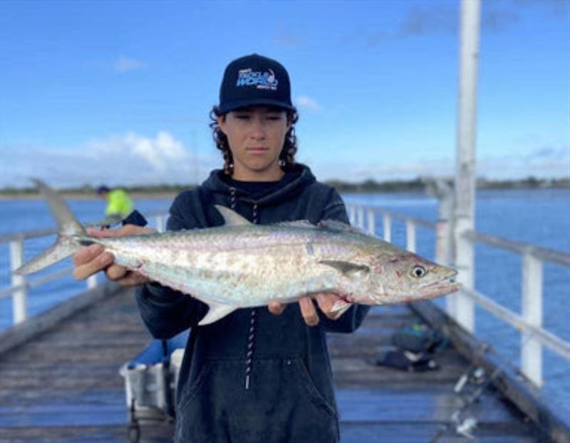 Max with an Urangan Pier mackerel. It has been a hectic week for pier regulars with lots of pelagics, a few estuary species, plus sharks at night photo copyright Fisho's Tackle World taken at  and featuring the Fishing boat class