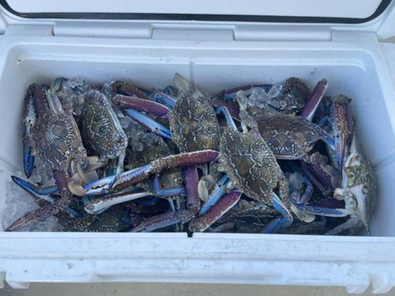 Sand crabs are still readily available when the weather permits. Bag limits are easily achieved in the right spots photo copyright Fisho's Tackle World taken at  and featuring the Fishing boat class