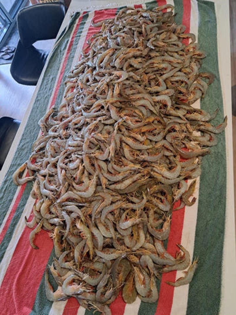 A boat limit of Woodgate banana prawn was on offer Anzac Day. Go for another look when the wind eases and turns offshore - photo © Fisho's Tackle World
