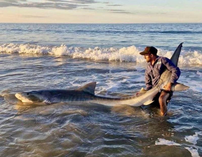 Timmy caught this 11-foot tiger from Woodgate beach last week. It was released unharmed - photo © Fisho's Tackle World