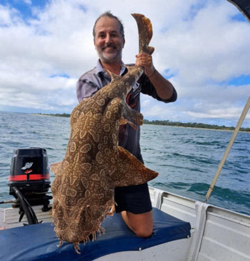 Tony caught this big wobbegong just off Gatakers Bay ramp. Take care with wobbies as they can bite you while you hold their tail photo copyright Fisho's Tackle World taken at  and featuring the Fishing boat class