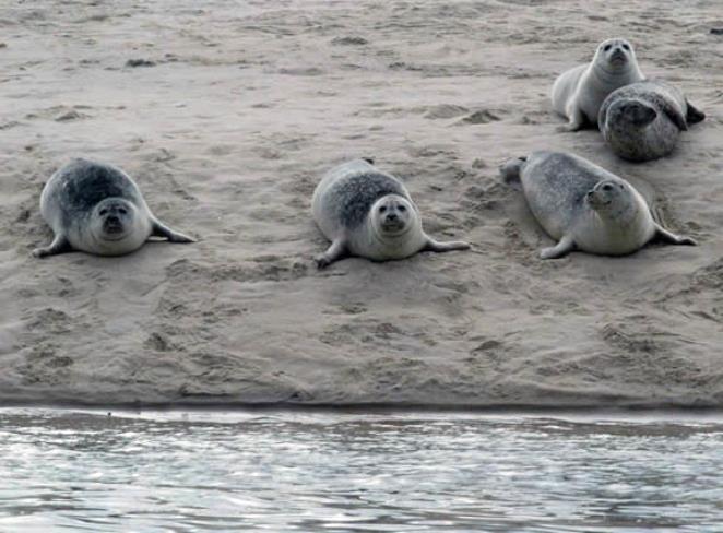 Harbor seals in a row photo copyright NOAA Fisheries taken at  and featuring the Cruising Yacht class