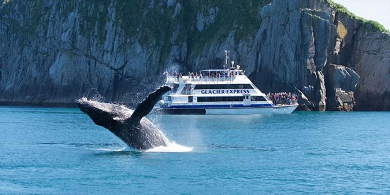 A whale watching tour in Juneau, Alaska.  Be sure to use cruise operators who follow rules for watching wildlife from a safe distance - photo © NOAA Fisheries