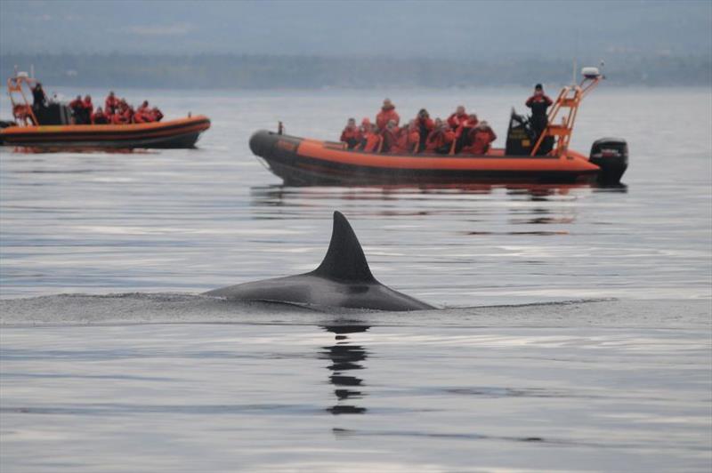 Stay at least 200 yards from killer whales photo copyright NOAA Fisheries taken at  and featuring the Cruising Yacht class