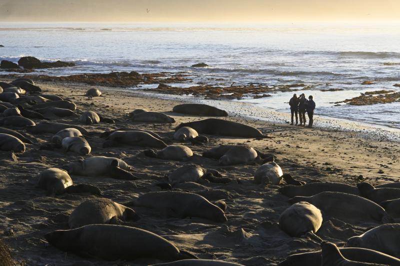 Researchers observing a colony of northern elephant seals photo copyright Photo taken under NOAA Fisheries MMPA Permit # 23188 taken at  and featuring the Cruising Yacht class