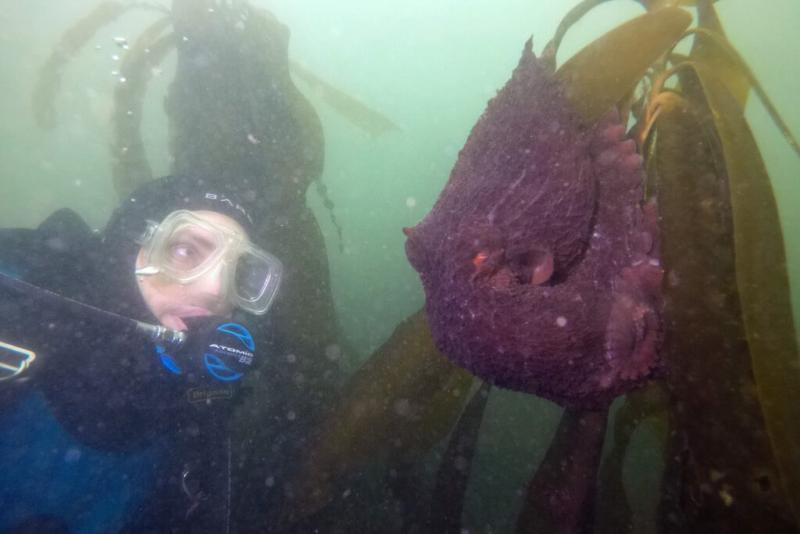 NOAA divers conducting annual 2023 underwater kelp forest surveys in Olympic Coast National Marine Sanctuary photo copyright Steve Lonhart, NOAA taken at  and featuring the Cruising Yacht class