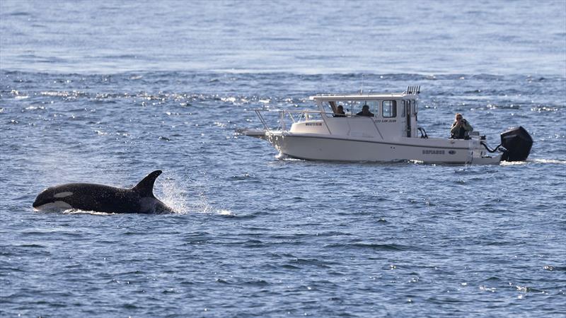 Another witness at Lime Kiln Point State Park on San Juan Island took a second photo of the boat approaching the whales, further assisting the investigation photo copyright NOAA Fisheries taken at  and featuring the Environment class