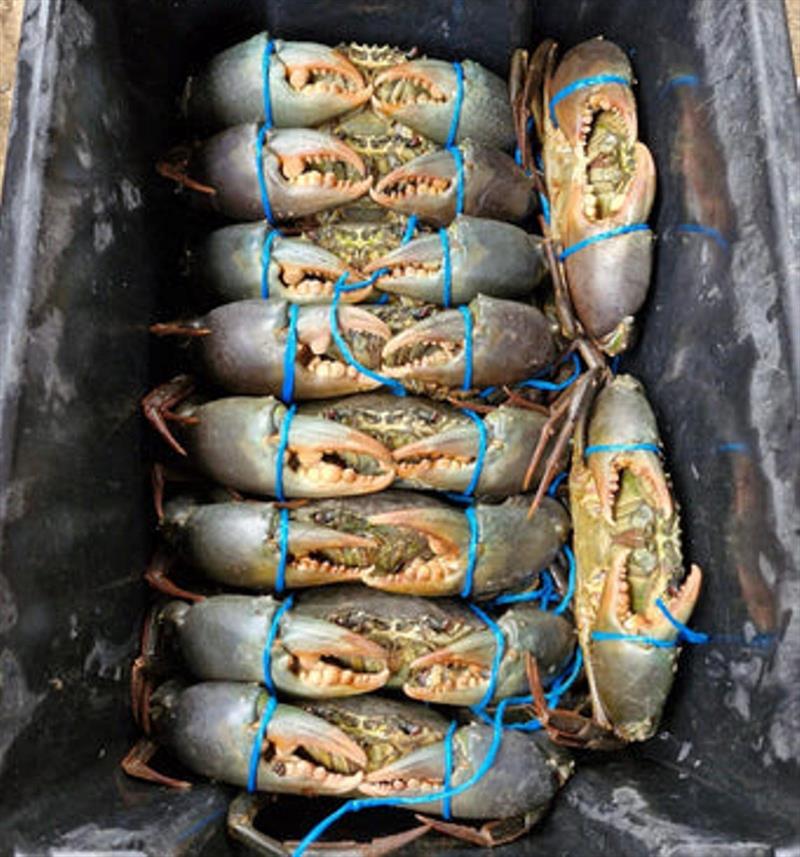 Matty has been into the muddies once again. Local crabbers have been feasting regularly for the past month or so photo copyright Fisho's Tackle World taken at  and featuring the Fishing boat class