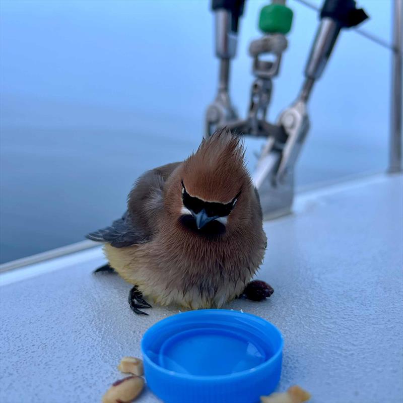 A visit by an exhausted bird during Bermuda 1-2 leg 1 photo copyright Peter Gustaffson taken at Newport Yacht Club, Rhode Island and featuring the J111 class