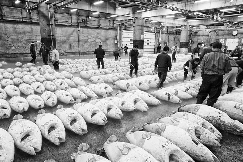 The über-gifted Andrea Francolini shows us the massive tunas for sale at the old Tokyo Fish Market photo copyright Andrea Francolini taken at 