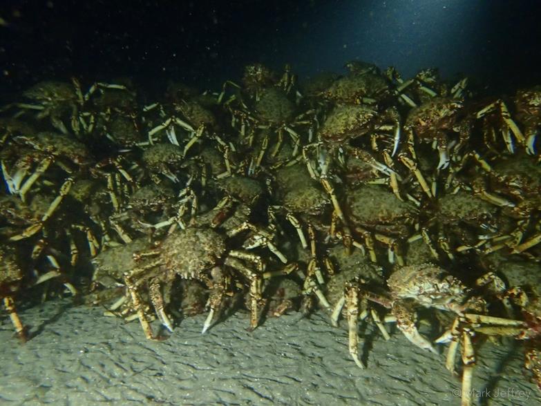 Giant Spider Crab Aggregation Leptomithrax gaimardii located under the marina photo copyright Mark Jeffrey taken at Blairgowrie Yacht Squadron
