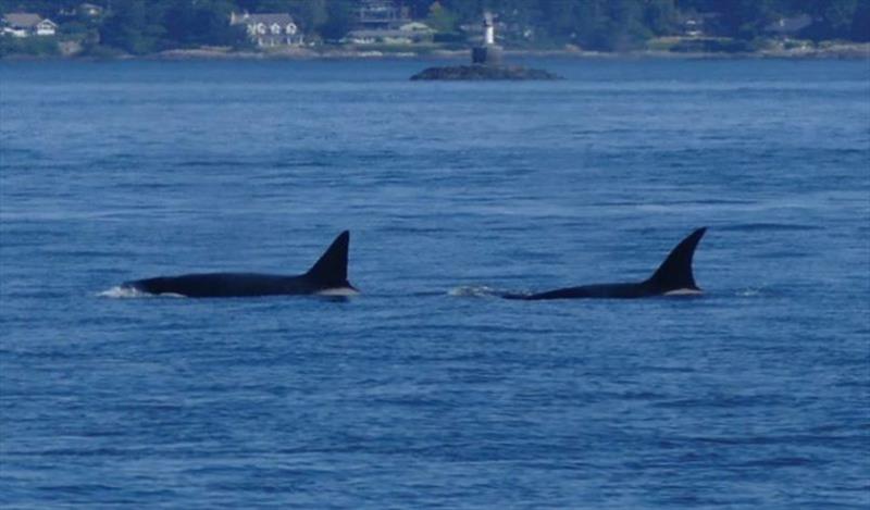 Jess and Jennifer encountered orcas many times during their voyages - photo © Riviera Australia