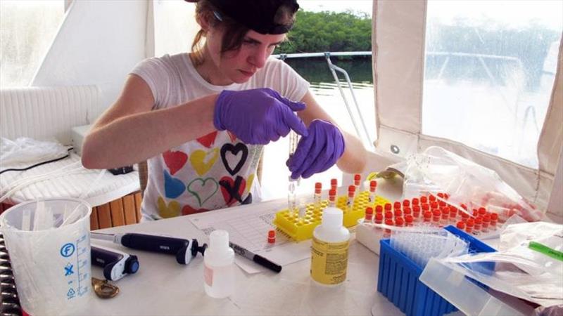 Laura Weber processes the seawater samples aboard the research vessel in Jardines de la Reina, Cuba photo copyright Amy Apprill / WHOI taken at 