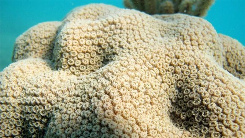 A close up view of the surface of an Orbicella faveolata coral colony from a reef in Los Canarreos, Cuba. - photo © Amy Apprill / WHOI