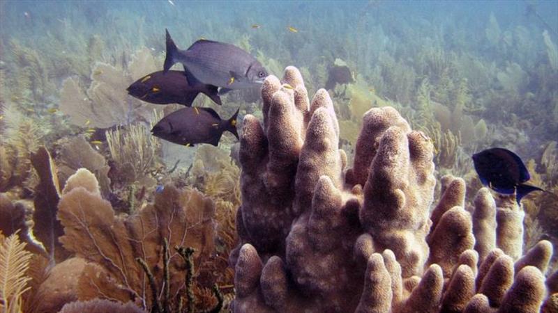 Reef fish hover over a pillar coral colony (Dendrogyra cylindrus) located next to a field of soft corals in Jardines de la Reina, Cuba photo copyright Amy Apprill / WHOI taken at 