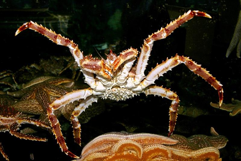 Red King Crab photo copyright NOAA Fisheries taken at 