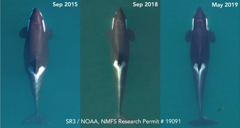 Aerial images of adult female Southern Resident killer whale “J17,` displaying very poor body condition on May 6th 2019. Note the white eye patches that trace outline of skull due to a reduction in fat around head. Her condition is contrasted to Sep 2018 photo copyright Holly Fearnbach (SR3) and John Durban (NOAA Fisheries SFSC) taken at 