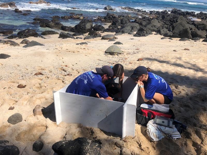 Jan Willem Staman, Dr. Michelle Barbieri & Lindsey Bull measure and identify an immature turtle, OA45, away from & behind an adult female to avoid flushing her back into ocean. During their work, a more robust adult female hauled herself out of the water. - photo © NOAA Fisheries / Camryn Allen