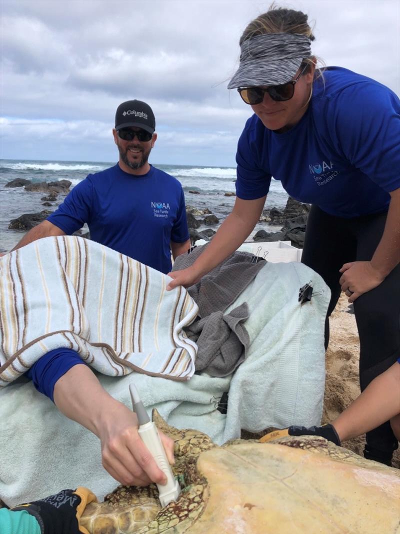 Dr. Alexander Gaos and Marylou Staman watch as Dr. Camryn Allen performs an ultrasound on an adult female green sea turtle on North Shore of O‘ahu. If they found follicles filled with yolk, they would attach a satellite tag that could give valuable info photo copyright NOAA Fisheries taken at 