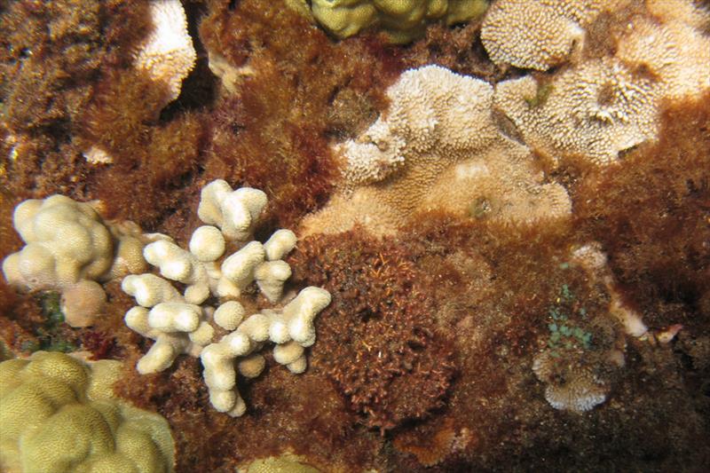 When there are few grazers, thick growths of algae can smother and stress corals, reducing their growth rate and inhibiting reproduction and settlement of new corals photo copyright NOAA Fisheries/Ivor Williams taken at 