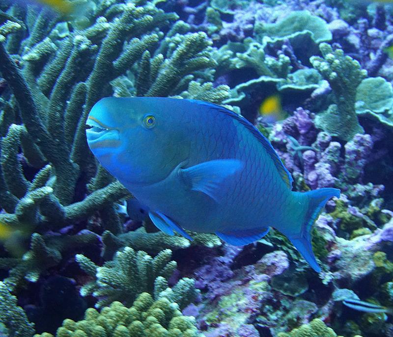 Large parrotfish have powerful beaks that scrape algae off reef substrates, opening space for corals and other organisms photo copyright NOAA Fisheries/Kevin Lino taken at 