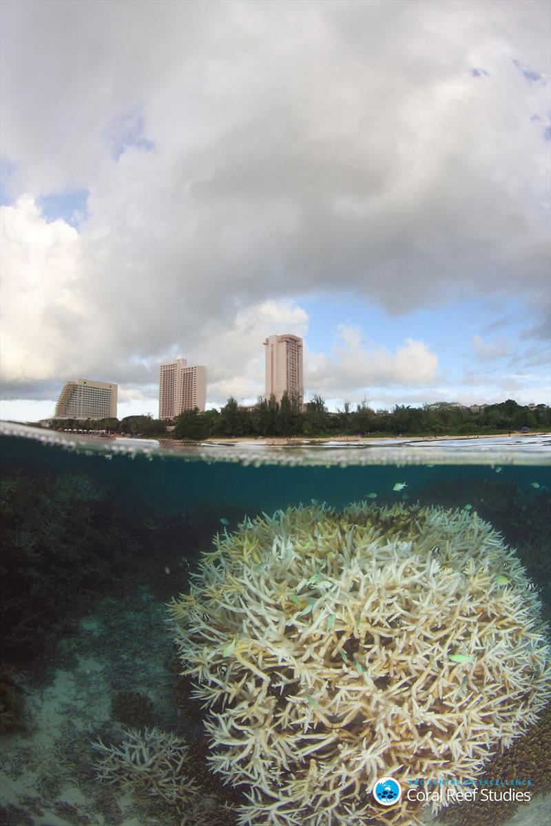 Actions to save coral reefs could benefit all ecosystems, including those on land photo copyright Ciemon Caballes/ ARC CoE for Coral Reef Studies taken at 