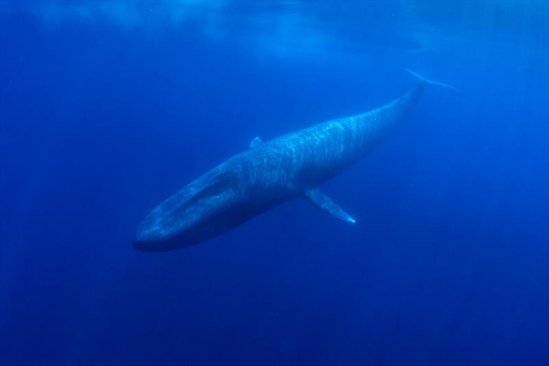 Blue Whale photo copyright Jennifer Humphrey taken at 