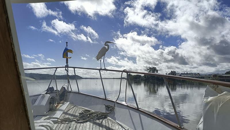 Hitching a ride on the Clarence River - photo © SICYC
