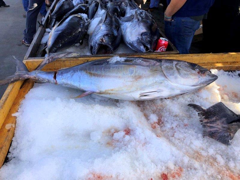 …and even more beautiful fresh fish at Seaport Village in San Diego but alas, no Halibut. Will had to settle for Mahi Mahi and fresh Tuna! - photo © Pendana Blog, <a target=