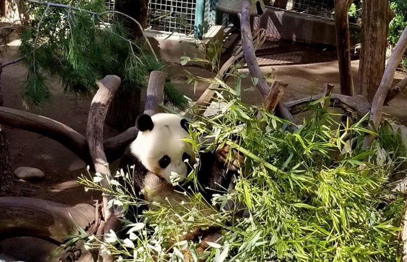 Panda at San Diego Zoo.  Can't visit San Diego without going to its world class zoo – Photo taken by Abi - photo © Pendana Blog, <a target=
