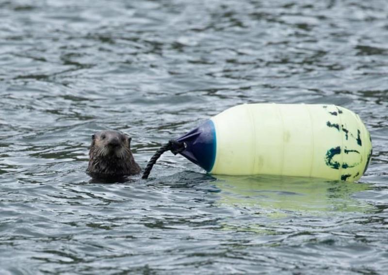 Sea otter trying to steal our MOB buoy! - photo © Pendana Blog, www.pendanablog.com