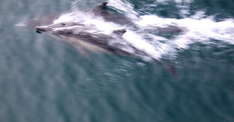 Dolphins of the starboard bow! photo copyright Pendana Blog, www.pendanablog.com taken at  and featuring the Power boat class