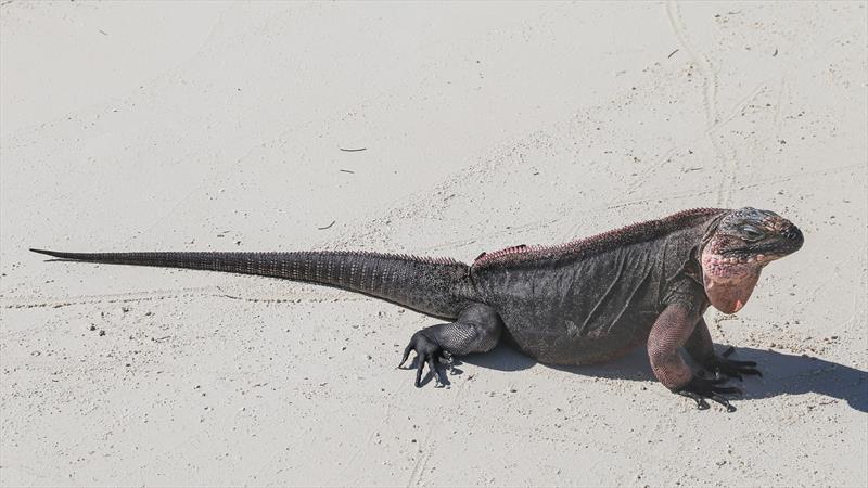 Iguana on the beach in Exuma photo copyright Sunsail taken at  and featuring the  class